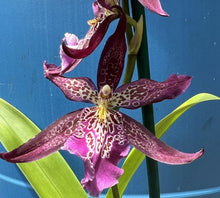 Load image into Gallery viewer, Flask - Oncidium Bellara Marfitch 'Howard's Dream'