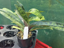 Load image into Gallery viewer, Flowering Size Orchid - Paphiopedilum Doya Impulse x Hsinying Leopard
