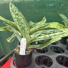 Load image into Gallery viewer, Flowering Size Orchid - Paphiopedilum Chou-Yi Red Spell x Impulse