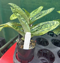 Load image into Gallery viewer, Flowering Size Orchid - Paphiopedilum Hung Shen Bay x Red Shift