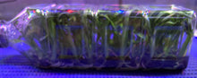 Load image into Gallery viewer, Flask - Oncidium Mclra Yellow Star 'Golden Gambol'