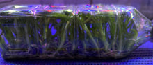 Load image into Gallery viewer, Flask - Oncidium Odontocidium Golden Mirth 'Filini's Gold Dust'