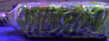 Load image into Gallery viewer, Flask - Oncidium Odontocidium Golden Mirth 'Filini's Gold Dust'