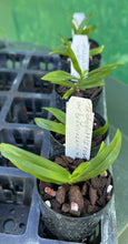 Load image into Gallery viewer, Orchid Seedling 50mm Pot Size - Trichoglottis rosea var breviracema x sib - Species