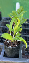 Load image into Gallery viewer, Orchid Seedling 50mm Pot size - Dendrobium White Grace