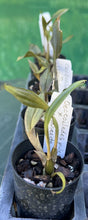 Load image into Gallery viewer, Orchid Seedling 50mm pot size Oeceoclades pulchra x roseovariegata