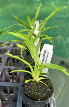 Load image into Gallery viewer, Orchid 50mm Pot Size - Oncidium Brassia longissima x arcuigera