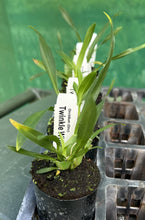 Load image into Gallery viewer, Orchid 50mm Pot Size - Oncidium Twinkle 'White'