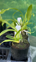 Load image into Gallery viewer, Orchid 50mm Pot Size - Oncidium Sweet Sugar 'Lemon Drop'