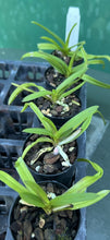 Load image into Gallery viewer, Orchid Seedling 50mm Pot size - Vanda Kaseam Boonchu x Tawi Suksa