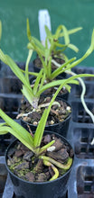 Load image into Gallery viewer, Orchid Seedling 50mm Pot size - Vanda Mini Palmer