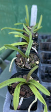 Load image into Gallery viewer, Orchid Seedling 50mm Pot size - Vanda Majik Fancy
