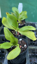 Load image into Gallery viewer, Orchid Seedling 50mm Pot Size - Phalaenopsis fasciata 'Davo' - species