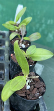 Load image into Gallery viewer, Orchid Seedling 50mm Pot Size - Phalaenopsis equestris - Species
