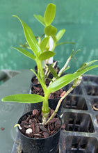 Load image into Gallery viewer, Orchid Seedling 50mm Pot size - Dendrobium Green Diamond softcane