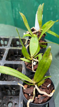 Load image into Gallery viewer, Orchid Seedling 50mm Pot size - Aerangis biloba species