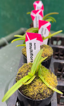 Load image into Gallery viewer, Orchid Seedling 50mm Pot size - Aerides multiflora species