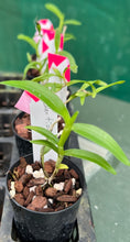 Load image into Gallery viewer, Orchid Seedling 50mm Pot Size - Dendrobium tiongii - Species