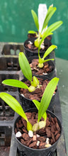 Load image into Gallery viewer, Orchid Seedling 50mm Pot Size - Bulbophyllum pectinatum - Species