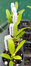Load image into Gallery viewer, Orchid Seedling 50mm Pot Size - Bulbophyllum zamboangense - Species