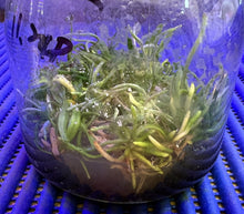 Load image into Gallery viewer, Flask - Chiloschista parishii (Taiwan Strain) (Leaf Less Orchid) - Species
