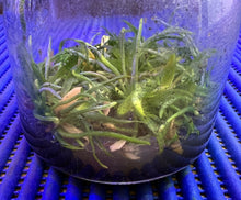 Load image into Gallery viewer, Flask - Chiloschista parishii (Taiwan Strain) (Leaf Less Orchid) - Species
