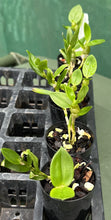 Load image into Gallery viewer, Orchid Seedling 50mm Pot size - Dendrobium Vein Sphere softcane