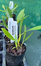 Load image into Gallery viewer, Orchid Seedling 50mm Pot Size - Dendrobium amabile - Species