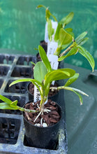 Load image into Gallery viewer, Orchid Seedling 50mm Pot size - Dendrobium Kirei Red Rose softcane