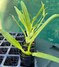 Load image into Gallery viewer, Orchid 50mm Pot Size - Oncidium Beallara Snowblind sweetspot