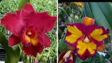 Load image into Gallery viewer, Flask - Cattleya ((Rlc Nanhai Chaffinch x Taiwan City) x Shiang Chuen Blackberries) x Budai King