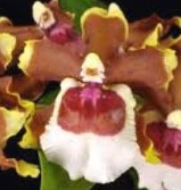 Load image into Gallery viewer, Orchid 50mm Pot Size - Oncidium Oncidioda Jimbo Swarm
