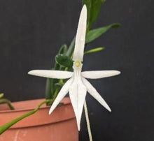 Load image into Gallery viewer, Flask - Jumellea arborescens  - Species