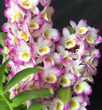 Load image into Gallery viewer, Orchid Seedling 50mm Pot size - Dendrobium Kirei Red Rose softcane