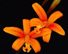 Load image into Gallery viewer, Flask - Cattleya Laelia mixta species