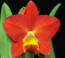 Load image into Gallery viewer, Flask - Cattleya Rlc(California Queen 'Red Angel' x Lam's Haven)