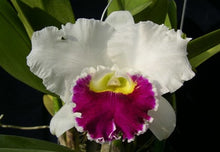 Load image into Gallery viewer, Orchid Seedling 50mm Pot Size - Cattleya Orglades Grand