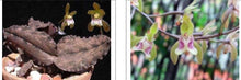 Load image into Gallery viewer, Orchid Seedling 50mm pot size Oeceoclades pulchra x roseovariegata