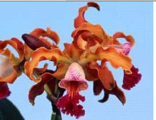 Load image into Gallery viewer, Flask - Cattleya Myc Elegance 'Mishma'