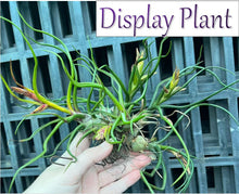Load image into Gallery viewer, Air Plant - Tillandsia No12 bulbosa