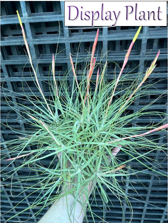 schiedeana air plant Air Plant