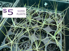 Load image into Gallery viewer, Air Plant - Tillandsia No13 schiedeana