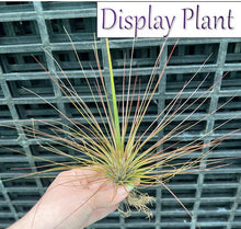 Load image into Gallery viewer, Air Plant - Tillandsia No14