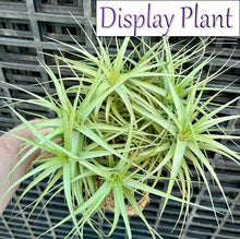 Load image into Gallery viewer, Air Plant - Tillandsia No15 bergeri