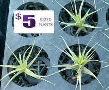 Load image into Gallery viewer, Air Plant - Tillandsia No15 bergeri