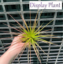 Load image into Gallery viewer, Air Plant - Tillandsia No17