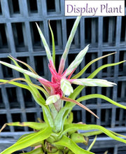 Load image into Gallery viewer, Air Plant - Tillandsia No41 streptophylla ‘giant’