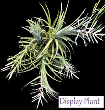 Load image into Gallery viewer, Air Plant - Tillandsia No41 streptophylla ‘giant’