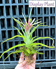 Load image into Gallery viewer, Air Plant - Tillandsia No41 streptophylla ‘giant’