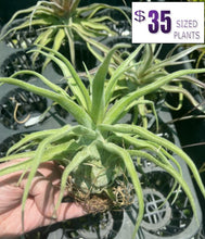 Load image into Gallery viewer, Air Plant - Tillandsia No41 streptophylla ‘giant’